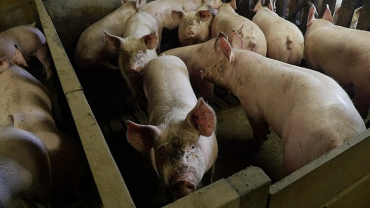 Varkens In De Vee Industrie 2