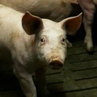 Varken In Volle Stal Nieuwsblok