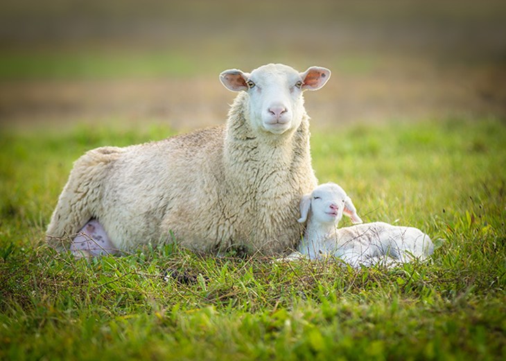 Schaap Met Lammetje 700