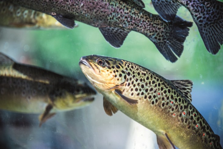 Close up van een forel in het water met meerdere forellen op achtergrond