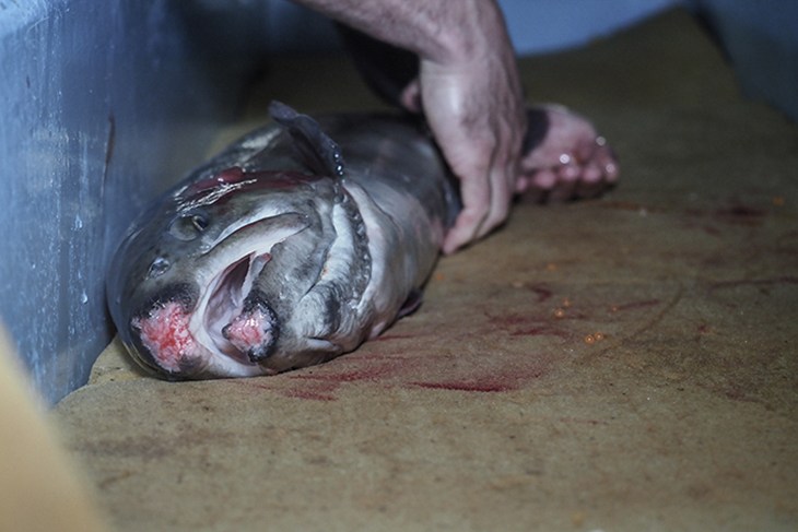 Afstrijken forel
