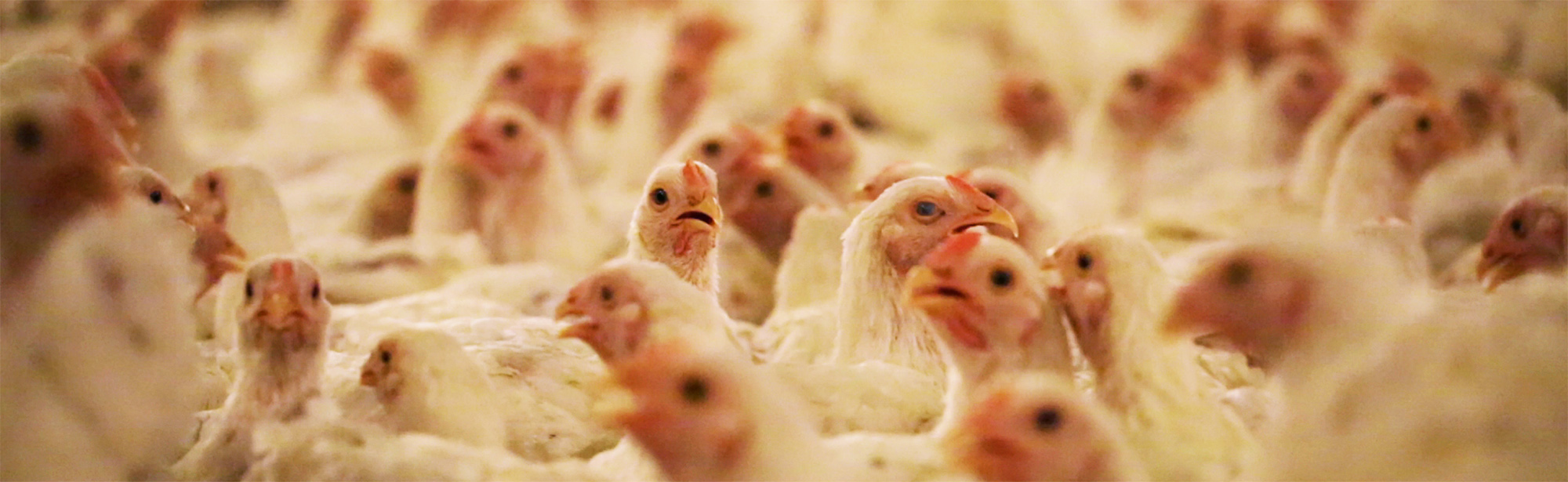 BILLBOARDS NU IN DEN HAAG