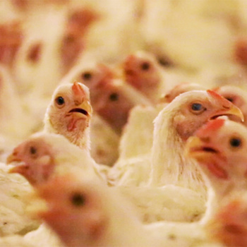 BILLBOARDS NU IN DEN HAAG