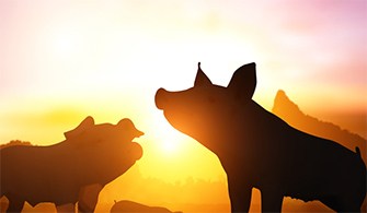 Varkens in de buitenlucht
