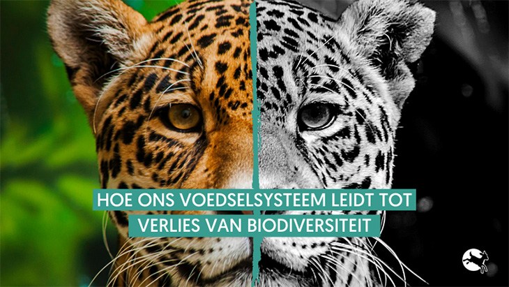 Banner van de webinar