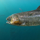 Zalm Nieuwsblok
