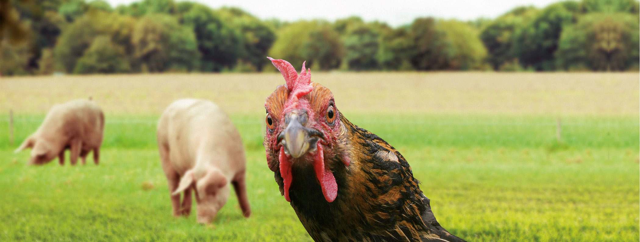 Veel minder dieren en alle dieren buiten