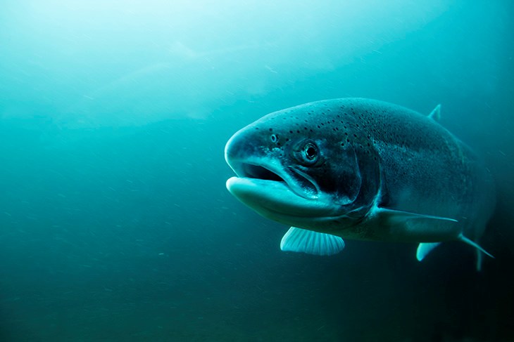 Wilde zalm zwemmend in de oceaan