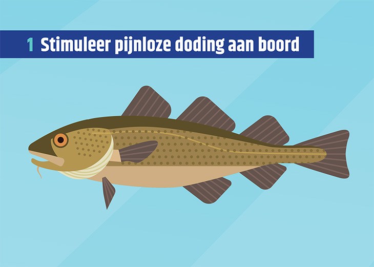 Afbeelding van een vis, met daarop het eerste punt van het vissenmanifest