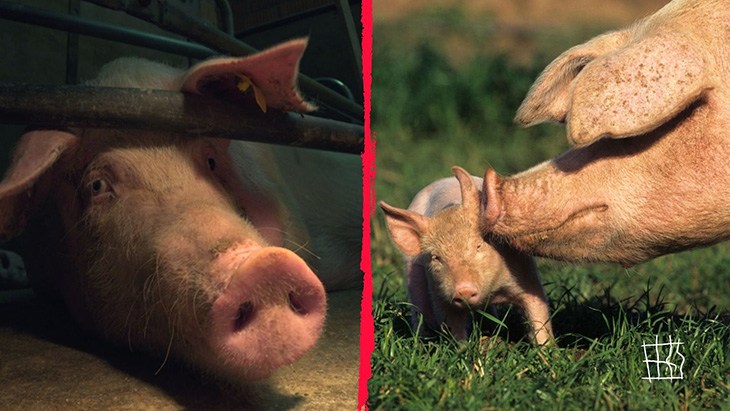 Links een varken in een kooi, rechts een varken met haar big in het gras
