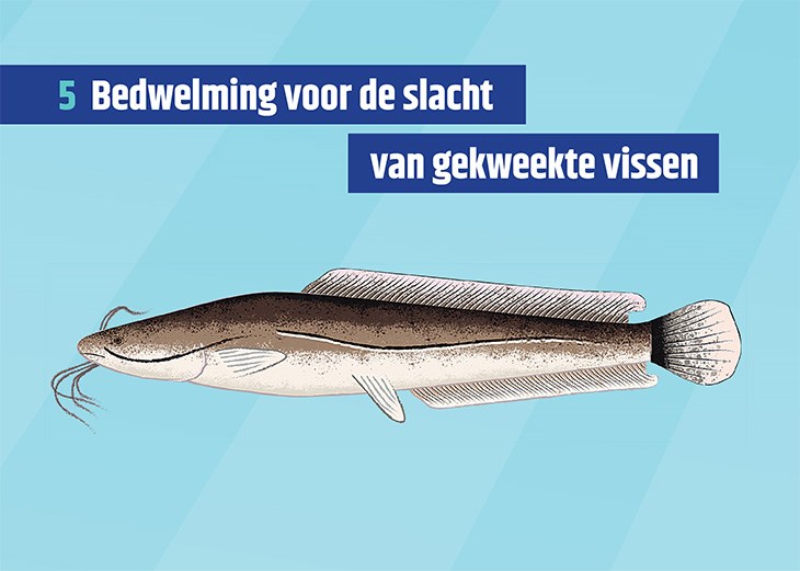 Kaart met daarop een vis en de titel 'Bedwelming voor de slacht van gekweekte vissen'