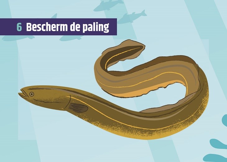 Week 6 Bescherm de paling
