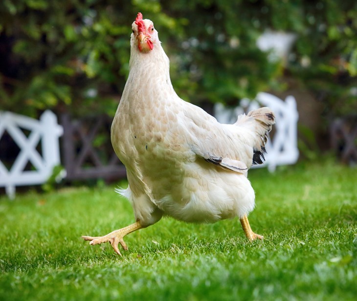 Kip in het gras