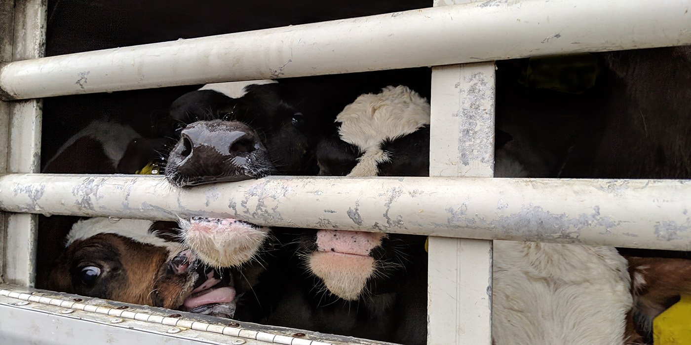 Koeien in een vrachtwagen