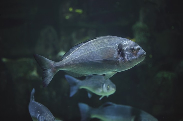 Zeebrasems in het water
