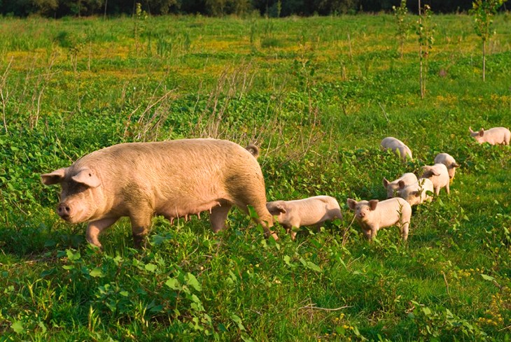 Moedervarken met haar biggetjes lopend door het gras