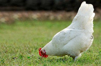 Kip wroet in het gras