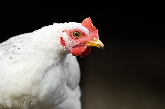 Close-up van een kip