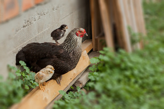 Grote voedingsbedrijven moeten meer doen voor dieren