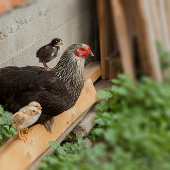 Grote voedingsbedrijven moeten meer doen voor dieren