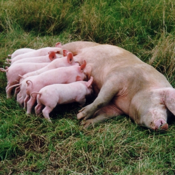 Nieuw rapport: financiering einde aan kooien