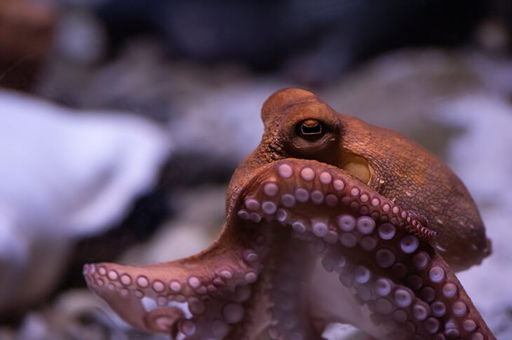 Octopus met tentakels