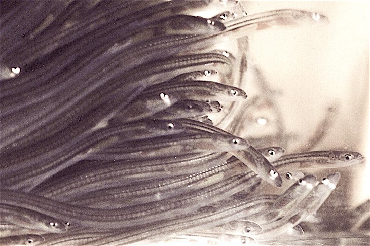 Glasalen