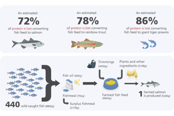 Infographic verspilling viskwekerijen in cijfers