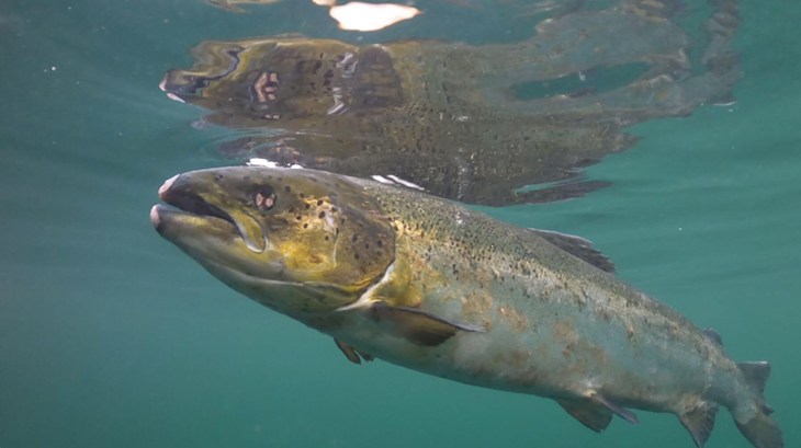 Zalm in water in Schotse kwekerij