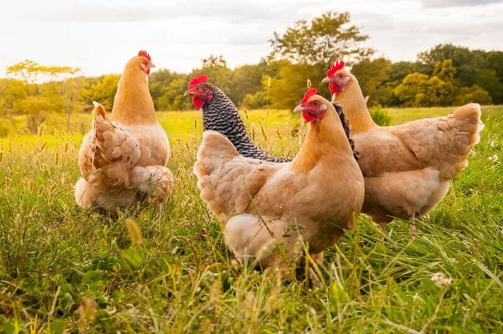 Blije, vrije kippen in het gras