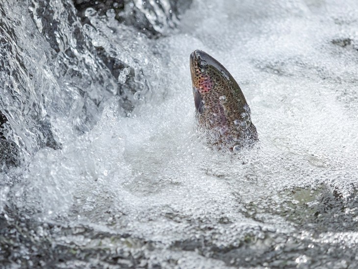 Rainbow Trout Head Close Up Jumping Oncorhynchus Mykiss Small Waterfall