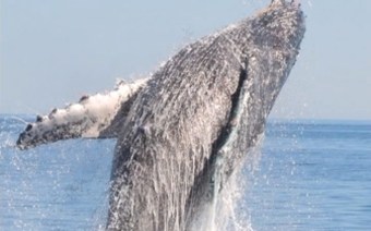 Het redden van walvis Valentina