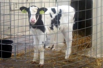 Dundee Paradise: eerste kalf van gekloonde koe in Engeland (2006)